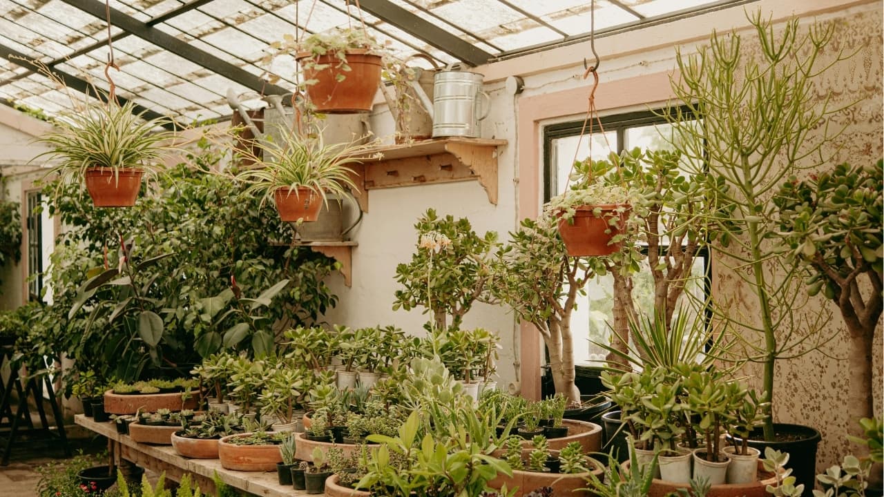 Gardening tips: How to decorate your garden to make it look luxurious without breaking the bank