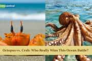 Octopus vs. Crab: Who Really Wins This Ocean Battle?