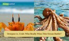 Octopus vs. Crab: Who Really Wins This Ocean Battle?
