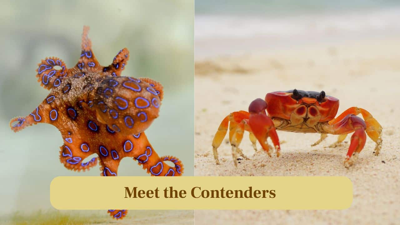 Octopus vs. Crab: Who Really Wins This Ocean Battle? Octopus vs. Crab: Who Really Wins This Ocean Battle?
