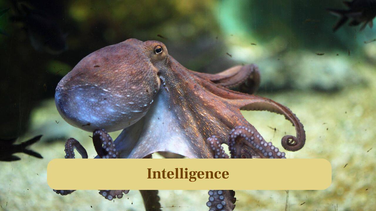 2. Intelligence: Octopuses are intelligent problem-solvers with memory and strategy, while crabs rely more on instinct and reflex than clever planning. (Image: Canva)