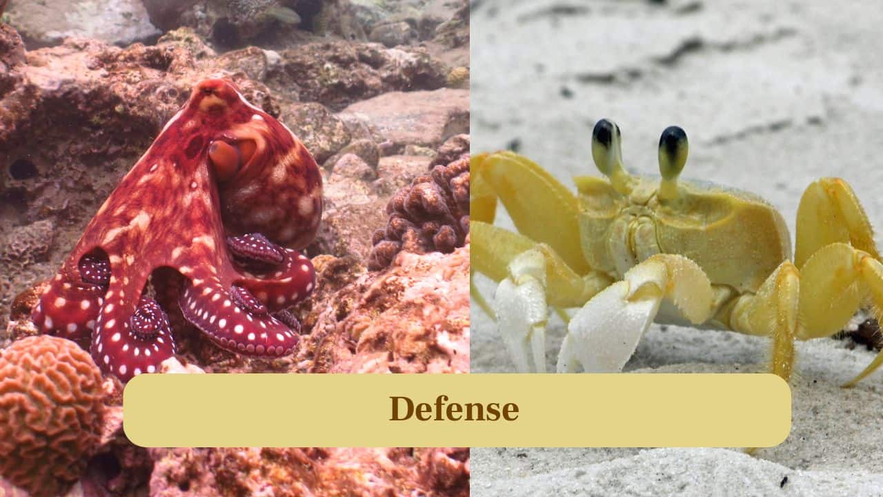 3. Defense: Octopuses use camouflage and ink clouds, whereas crabs rely on tough exoskeletons and powerful claws for protection. (Image: Canva)