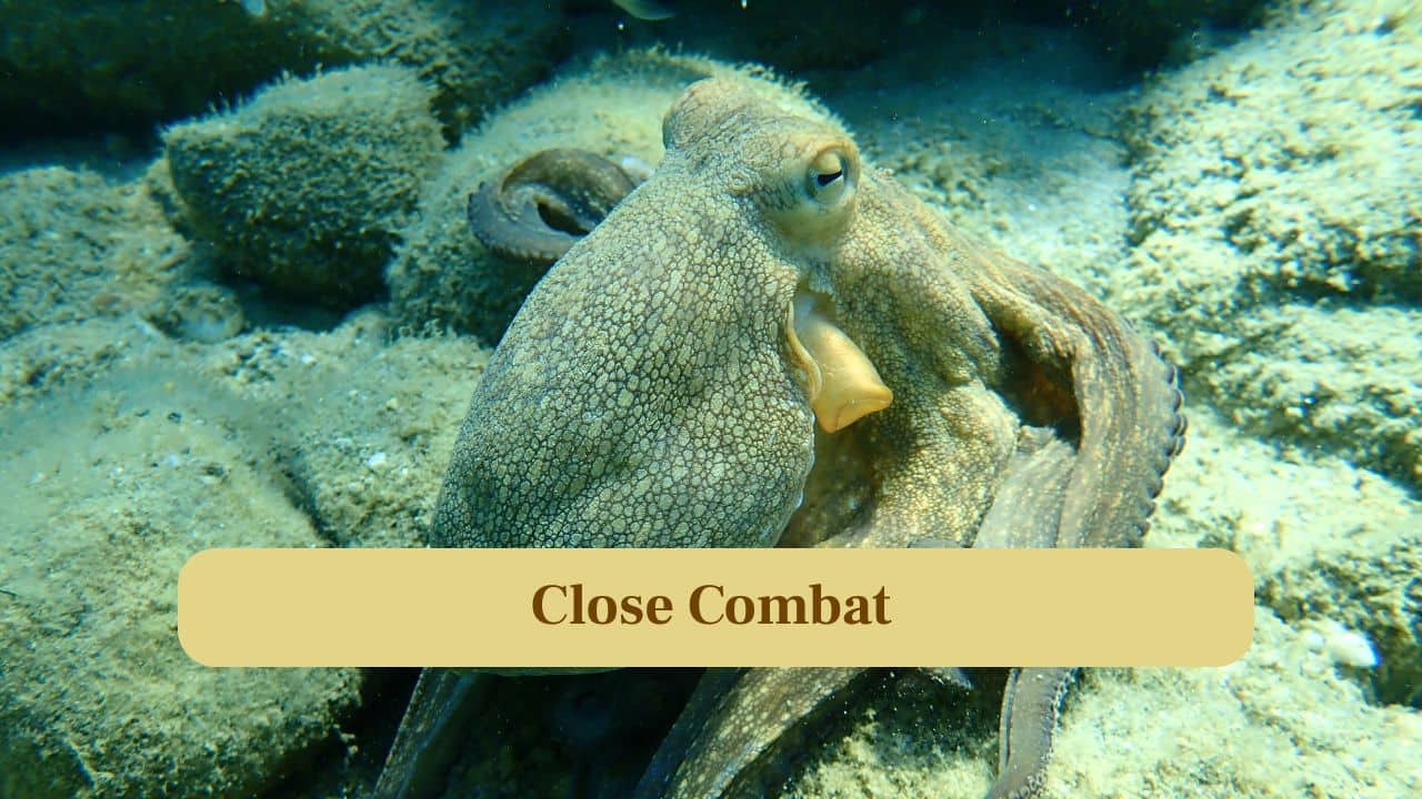 5. Close Combat: Crabs use crushing claws to attack, but octopuses wrap, squeeze, and leverage agility, often turning the fight to their advantage. (Image: Canva)