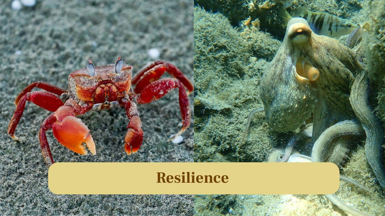 8. Resilience: Crabs survive harsh conditions and recover quickly from injury, while octopuses rely on intelligence and adaptability, making both tough in different ways. (Image: Canva)