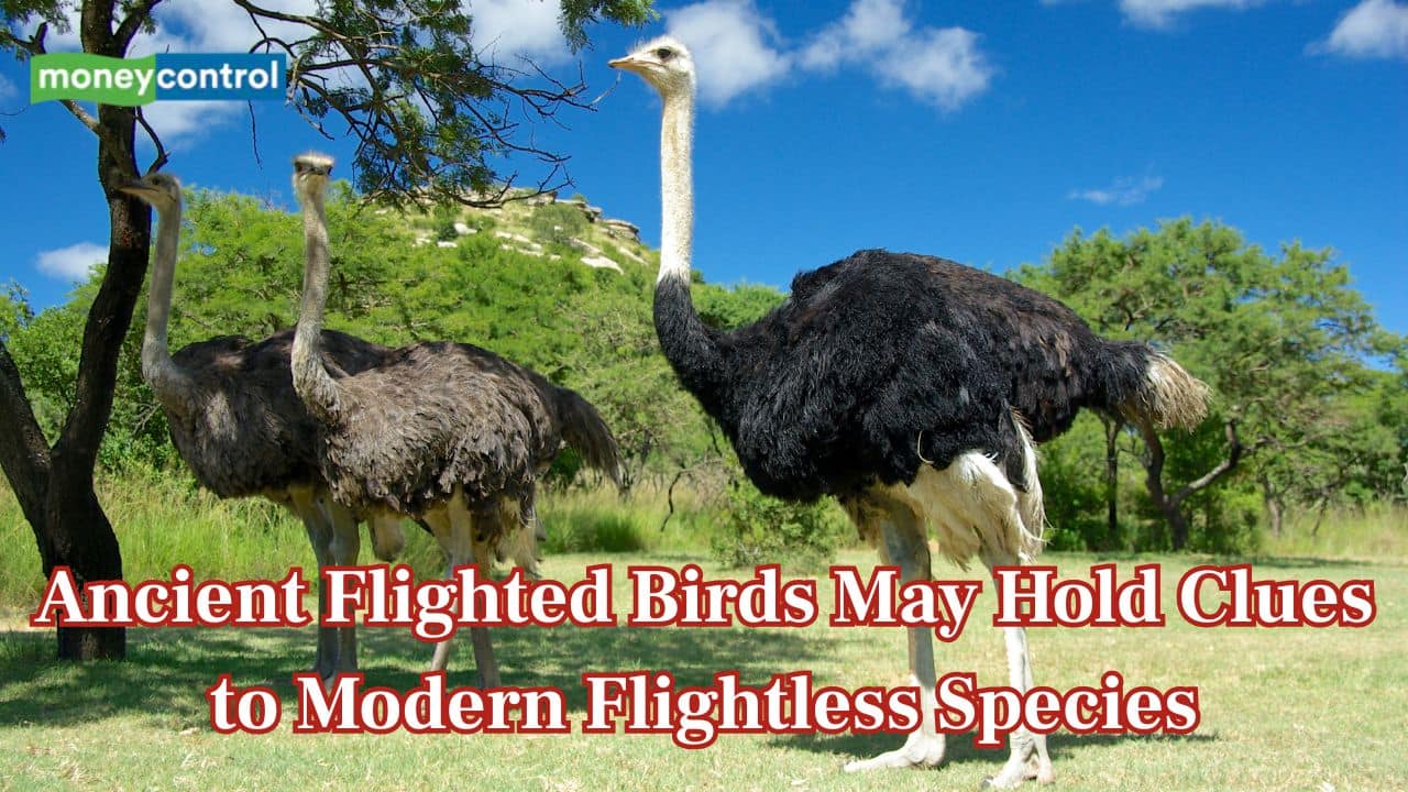 Ostriches are flightless today but their ancestors were ocean-crossing fliers, says new study