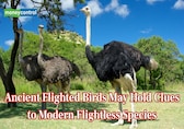 Ostriches are flightless today but their ancestors were ocean-crossing fliers, says new study