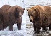 1,200-pound brown bear ‘chunk’ with broken jaw crowned champion of Fat Bear Week 2025