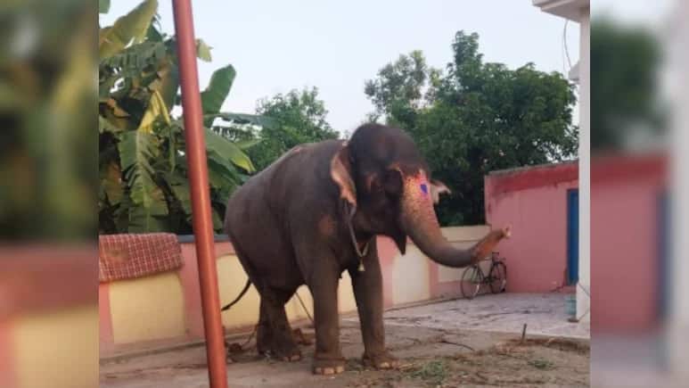 Stolen or sold? The strange case of elephant theft in Jharkhand, interstate hunt and a shocking twist