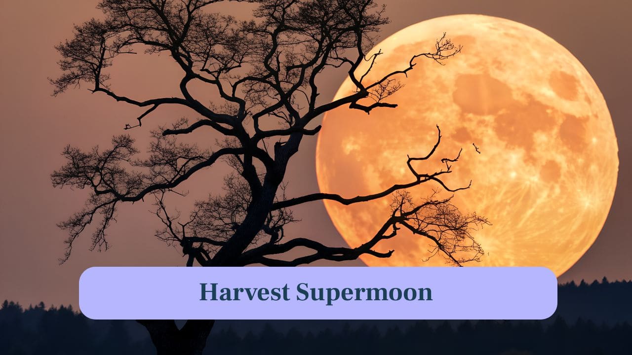 From Supermoon to Meteor Shower: 8 Must-See Sky Events in October 2025 From Supermoon to Meteor Shower: 8 Must-See Sky Events in October 2025