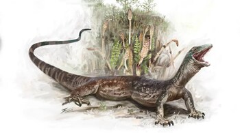 Breugnathair elgolensis, or the "false snake of Elgol," was discovered near the village of Elgol in Scotland. (Image credit: National Museums Scotland/Brennan Stokkermans)