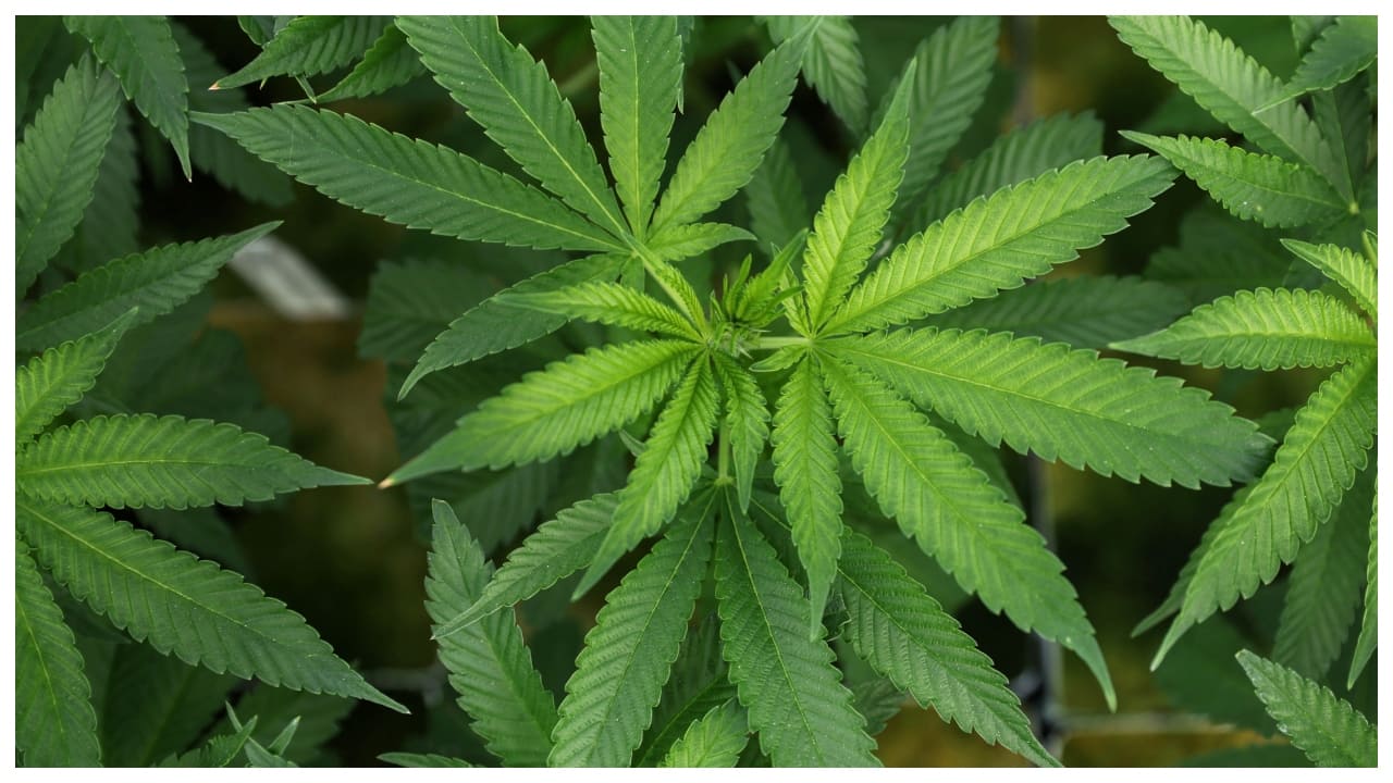 From 26/11 hero to drug kingpin: Ex-NSG commando arrested in massive drug haul, 200kg cannabis seized From 26/11 hero to drug kingpin: Ex-NSG commando arrested in massive drug haul, 200kg cannabis seized