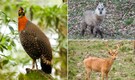 Indian States That Celebrate Wildlife Through Unique State Birds and Animals