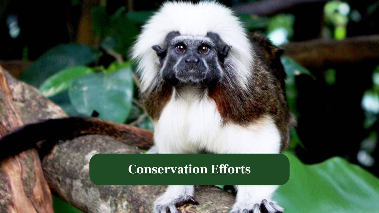 7. Conservation Efforts: Critically endangered, they benefit from local and international programmes promoting forest protection, community engagement, captive breeding and environmental education projects. (Image: Canva)