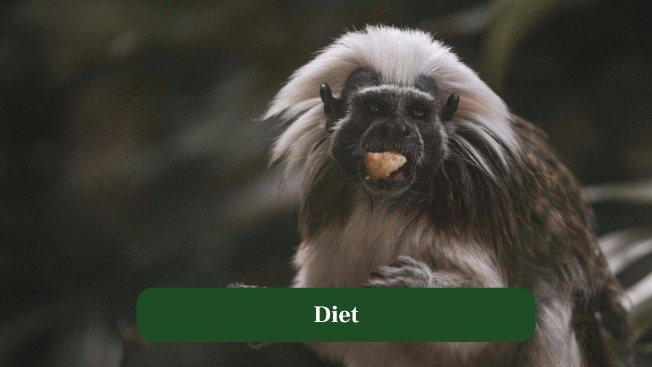 8. Diet: They enjoy a varied diet of fruits, insects, nectar, tree sap and occasionally small vertebrates, sustaining energy for constant activity. (Image: Canva)