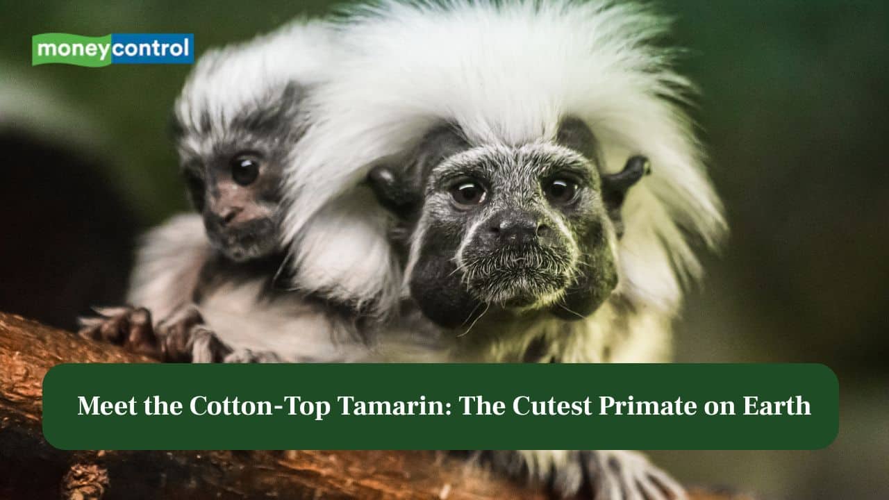 Meet the Cotton-Top Tamarin: The Cutest Primate on Earth