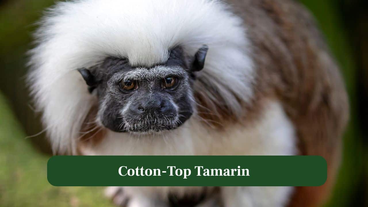 Meet the Cotton-Top Tamarin: The Cutest Primate on Earth Meet the Cotton-Top Tamarin: The Cutest Primate on Earth