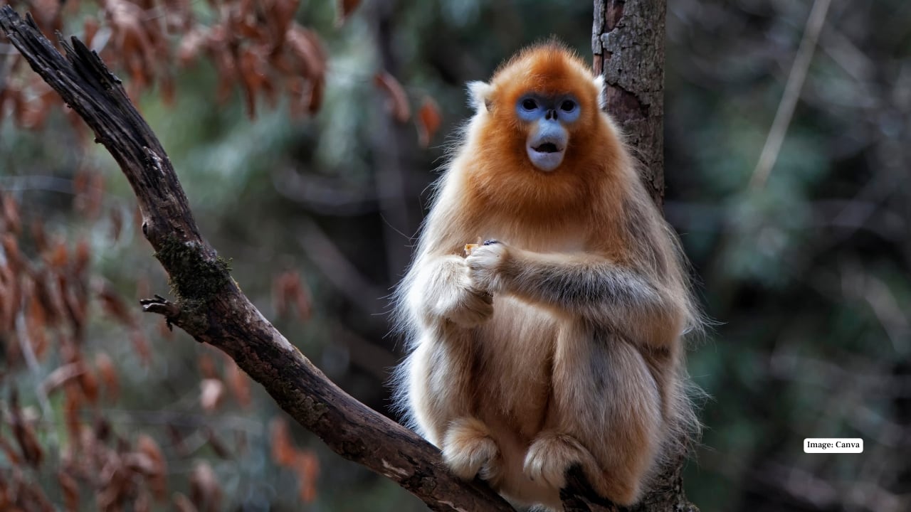 1. Golden Snub-Nosed Monkey – China In the misty mountains of central and southwestern China, the golden snub-nosed monkey dazzles with its vibrant golden fur and striking blue face. Social and playful, these monkeys inhabit the Qinling and Sichuan regions, offering a surreal wildlife experience against the backdrop of snow-dusted forests. (Image: Canva)