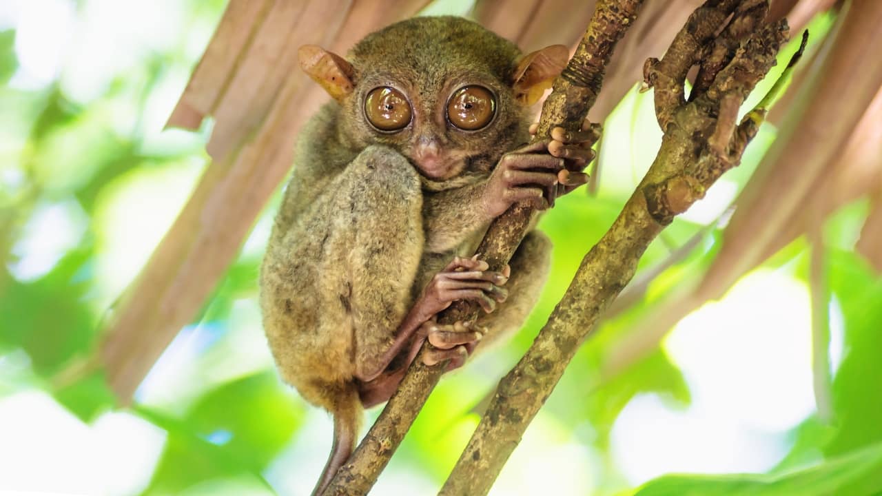 2. Tarsier – Philippines Tiny, wide-eyed, and nocturnal, the tarsier is one of the most endearing primates on Earth. Found on the islands of Bohol and Leyte, these delicate creatures are best observed on guided night tours, where their luminous eyes peek through dense forest foliage. (Image: Canva)