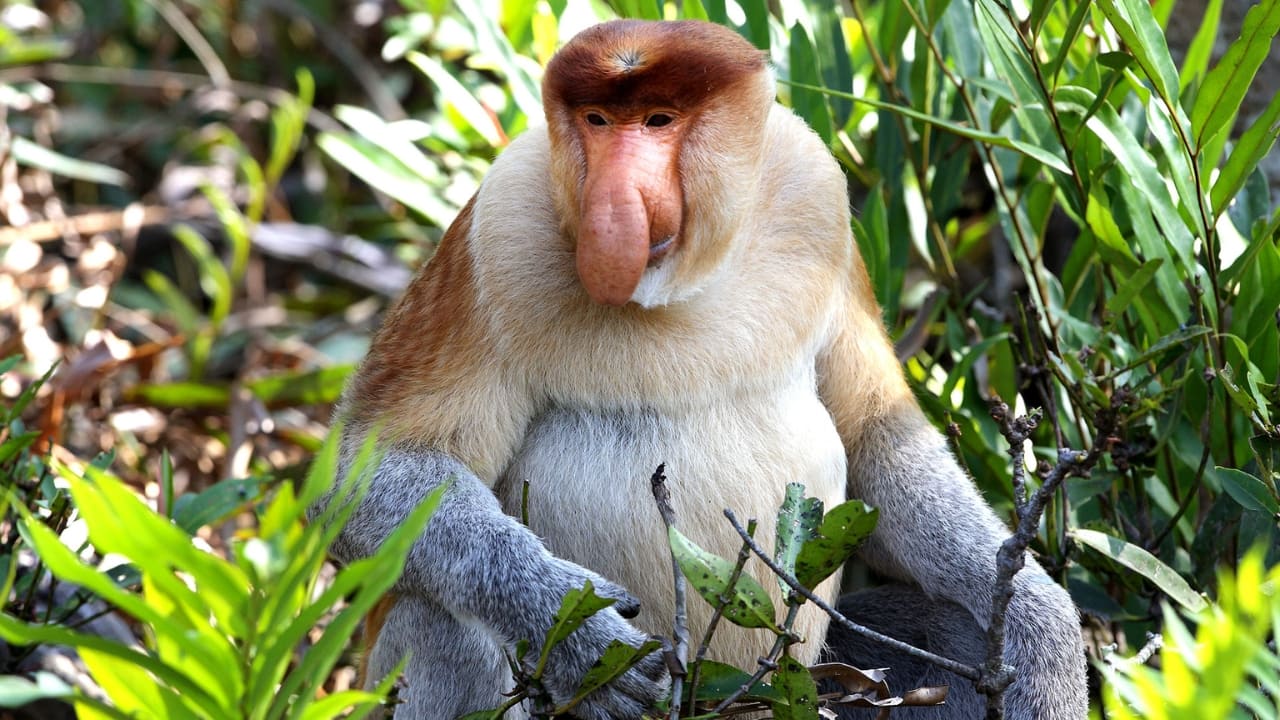 3. Proboscis Monkey – Borneo, Malaysia and Indonesia With their famously long noses and reddish-brown coats, proboscis monkeys are a sight to behold. Inhabiting mangrove forests and riverbanks, particularly in Sabah and Sarawak, these endangered primates are often spotted during serene river cruises — a photographer’s dream. (Image: Canva)