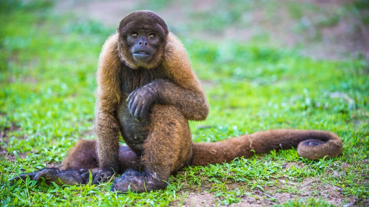 4. Yellow-Tailed Woolly Monkey – Peru Hidden deep in the cloud forests of northern Peru, the yellow-tailed woolly monkey is one of the world’s rarest primates. Known for their golden fur and expressive faces, these shy creatures are best observed with experienced guides who navigate the remote Andean forests. (Image: Canva)