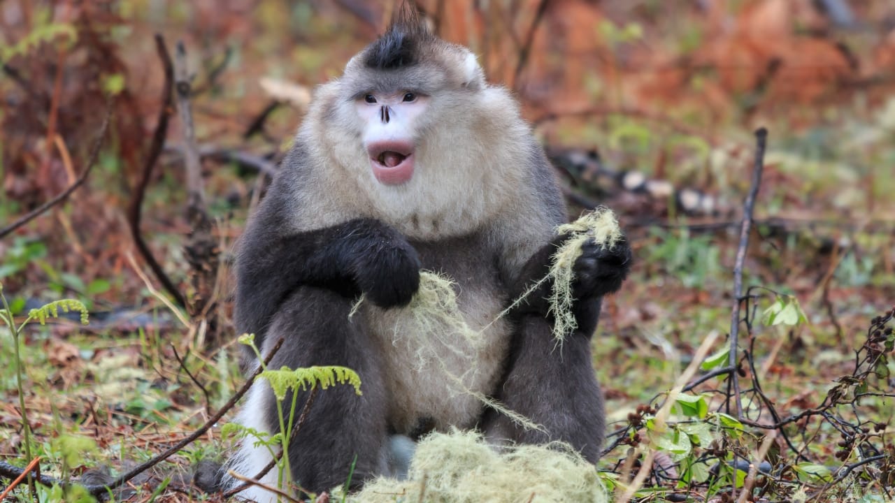 5. Black-and-White Snub-Nosed Monkey – China Even rarer than its golden cousin, this elusive monkey inhabits the high-altitude forests of Yunnan. Spotting one requires patience and a guided trek through protected reserves, but the reward — glimpsing a living jewel of the mountains — is unforgettable. (Image: Canva)