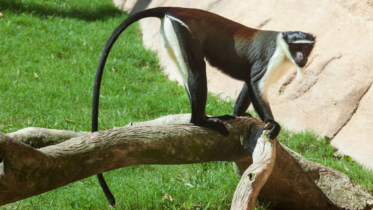6. Roloway Monkey – Ghana and Côte d’Ivoire Critically endangered and strikingly beautiful, the Roloway monkey thrives in the rainforests of West Africa. Ecotourism projects in Kakum National Park, Ghana, offer visitors a chance to observe these gentle primates while contributing to vital conservation efforts. (Image: Canva)