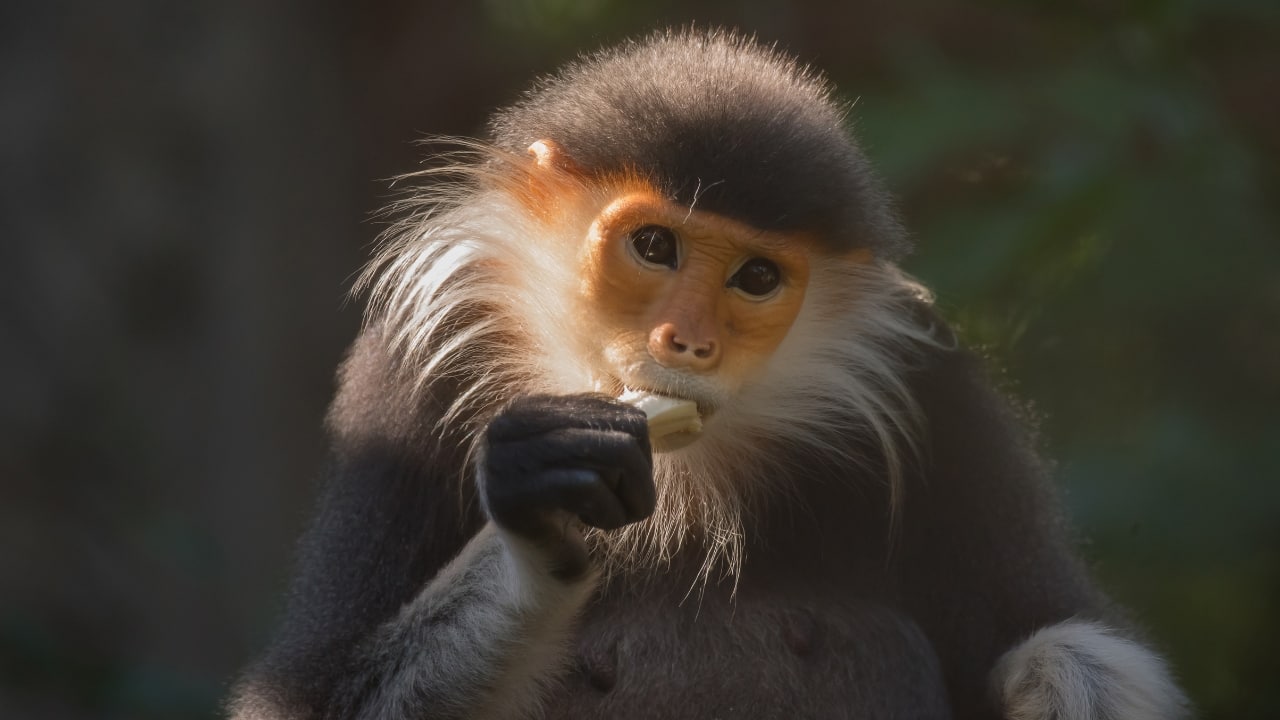 7. Red-Shanked Douc – Vietnam and Laos Nicknamed the “painted monkey,” the red-shanked douc is a riot of color, with vivid red legs, golden arms, and expressive faces. Bach Ma National Park in Vietnam provides an incredible opportunity to trek alongside these sociable primates in their natural habitat. (Image: Canva)