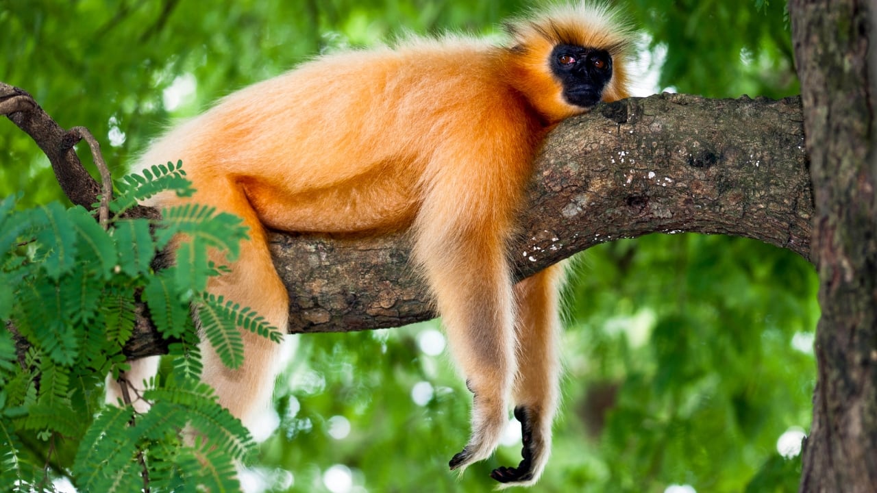 8. Golden Langur – Bhutan and India The golden langur, with its shimmering coat and serene demeanor, inhabits the forests along the Indo-Bhutan border. Known for its acrobatic leaps and gentle presence, it’s a rare spectacle in the wild — best spotted with eco-friendly guided tours. (Image: Canva)