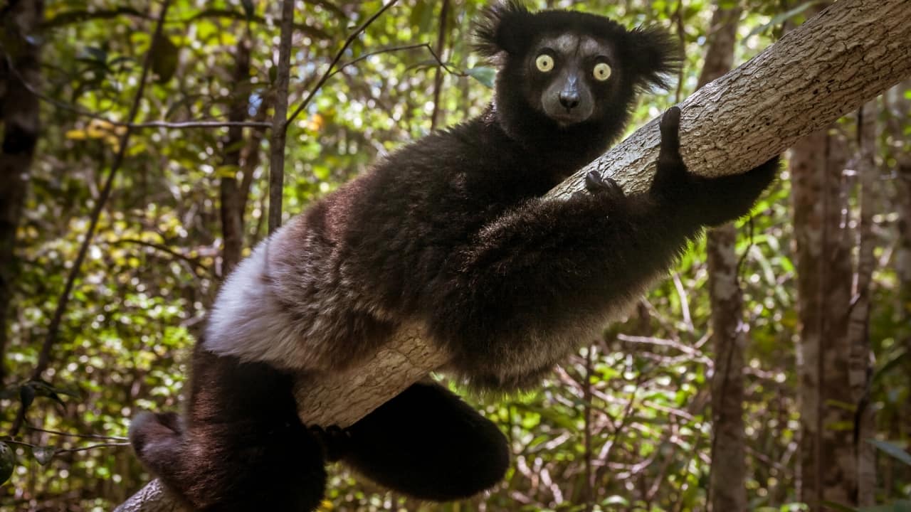 9. Indri – Madagascar The haunting calls of the indri echo through Madagascar’s rainforests, marking the presence of the largest living lemur. Andasibe-Mantadia National Park offers an immersive wildlife experience, where these gentle giants move silently among the canopy, enchanting visitors with their eerie songs. (Image: Canva)