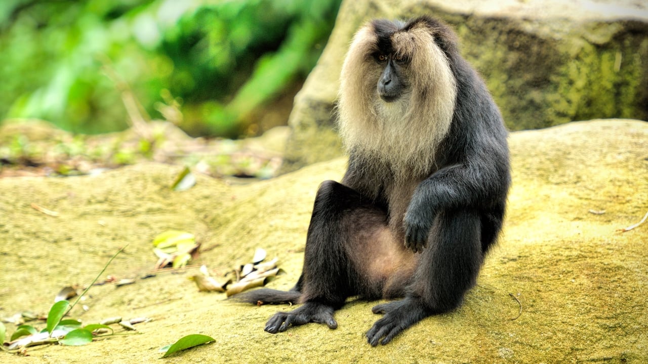 10. Lion-Tailed Macaque – India Endemic to the Western Ghats, the lion-tailed macaque is instantly recognizable by its silver-white mane surrounding a black face. Silent and arboreal, these monkeys inhabit dense tropical forests, with Silent Valley National Park in Kerala being the ultimate destination to glimpse this endangered species. (Image: Canva)