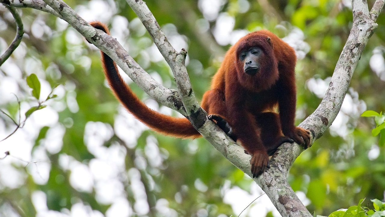Spot These 10 Rare Primates in the Wild Before They Disappear Forever Spot These 10 Rare Primates in the Wild Before They Disappear Forever
