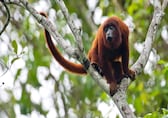 Spot These 10 Rare Primates in the Wild Before They Disappear Forever