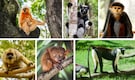 Spot These 10 Rare Primates in the Wild Before They Disappear Forever