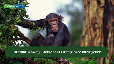 10 Mind-Blowing Facts About Chimpanzee Intelligence