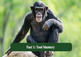 10 Mind-Blowing Facts About Chimpanzee Intelligence