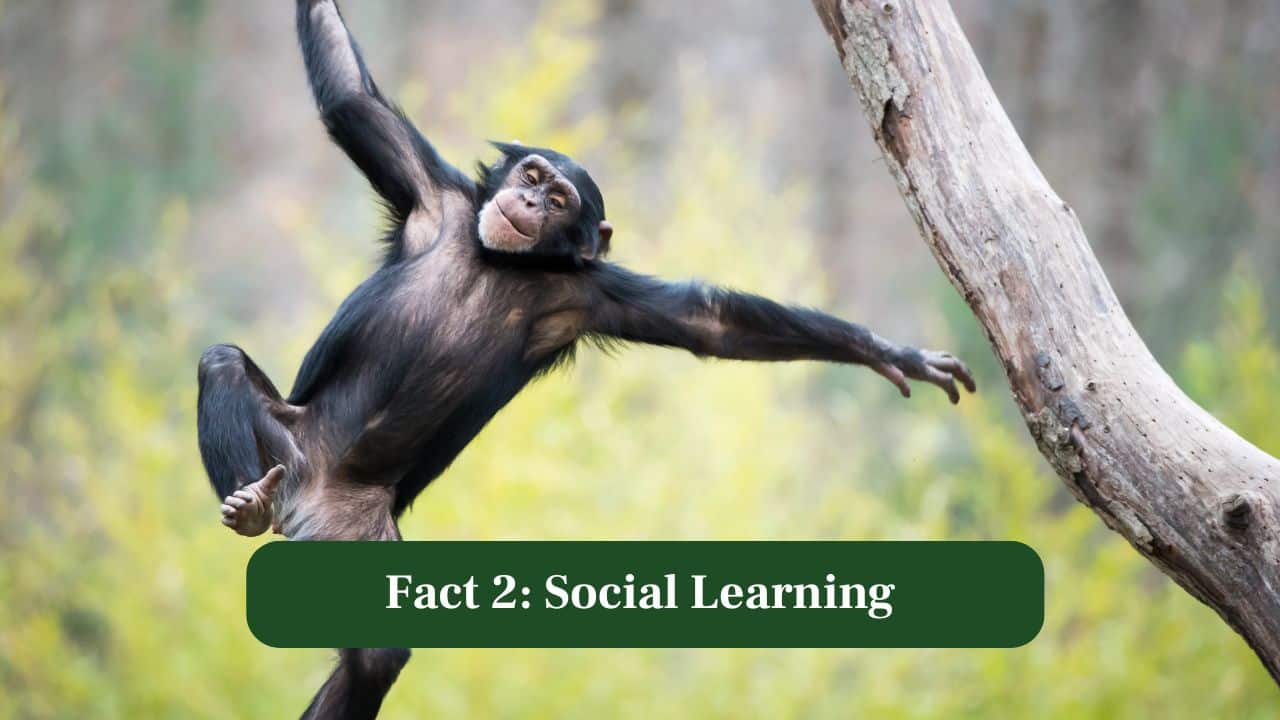 2. Social Learning: Young chimps learn by observing elders, copying complex behaviours and adapting strategies, showing culture-like traditions within their communities. (Image: Canva)