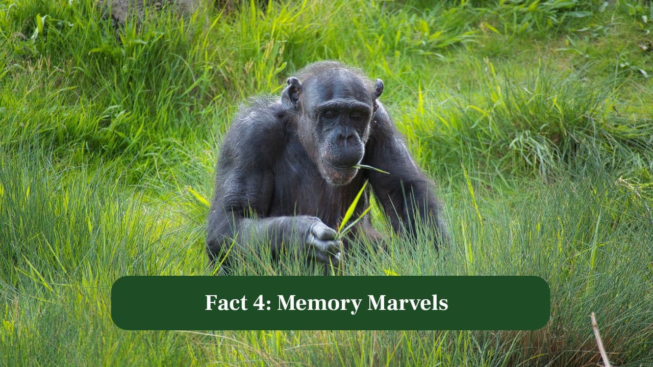 4. Memory Marvels: Chimpanzees exhibit remarkable memory skills, remembering locations of food sources and sequences of tasks over long periods. (Image: Canva)