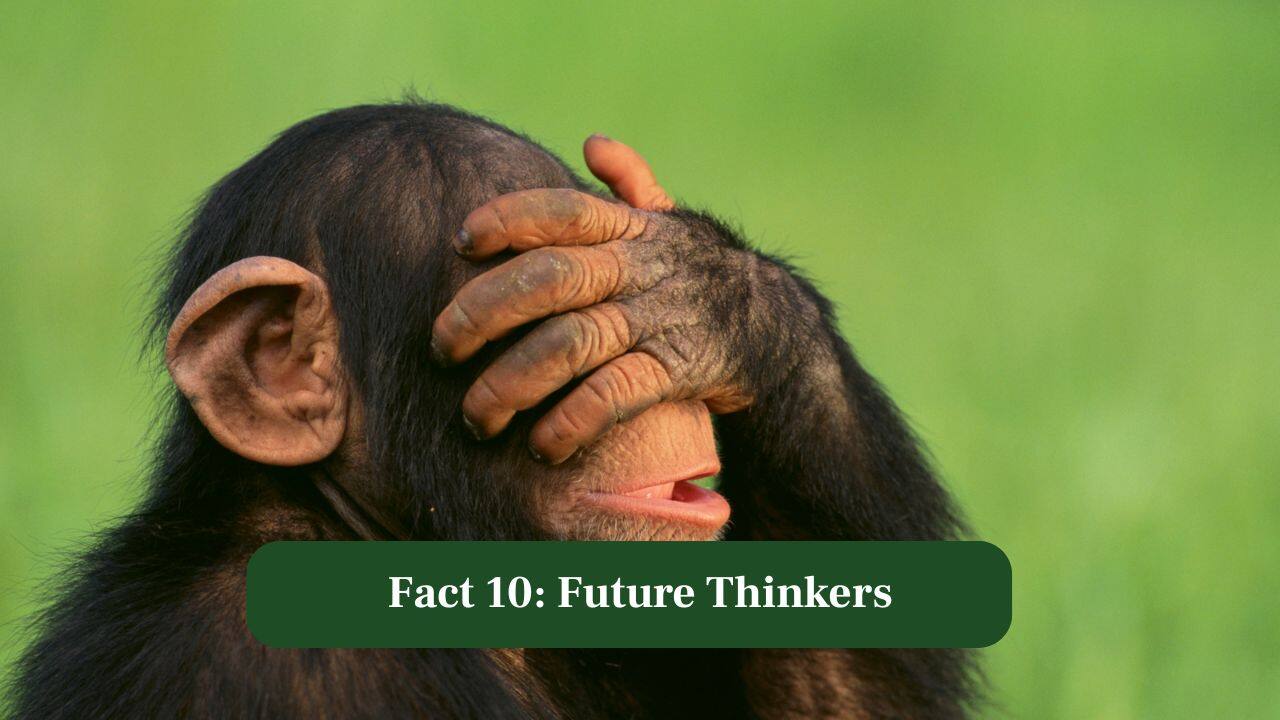 10. Future Thinkers: Some chimps anticipate future needs, saving tools for later use, proving their capacity for foresight and complex planning. (Image: Canva)