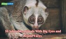 10 adorable animals with big eyes and round faces that will melt your heart