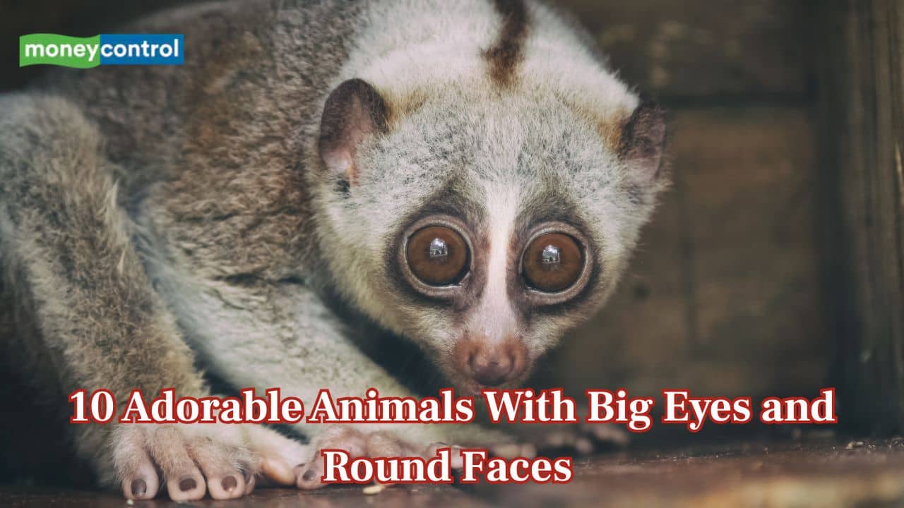 10 adorable animals with big eyes and round faces that will melt your heart - Moneycontrol