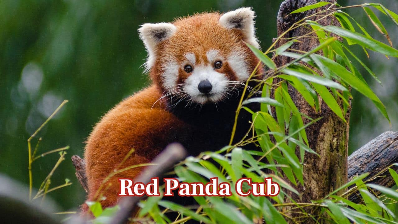 Red Panda Cub: Red panda cubs are a bunch of fur with rounded faces and large, bright eyes. Their cute expressions and fluffy tails render them irresistibly cute. (Image: Canva)