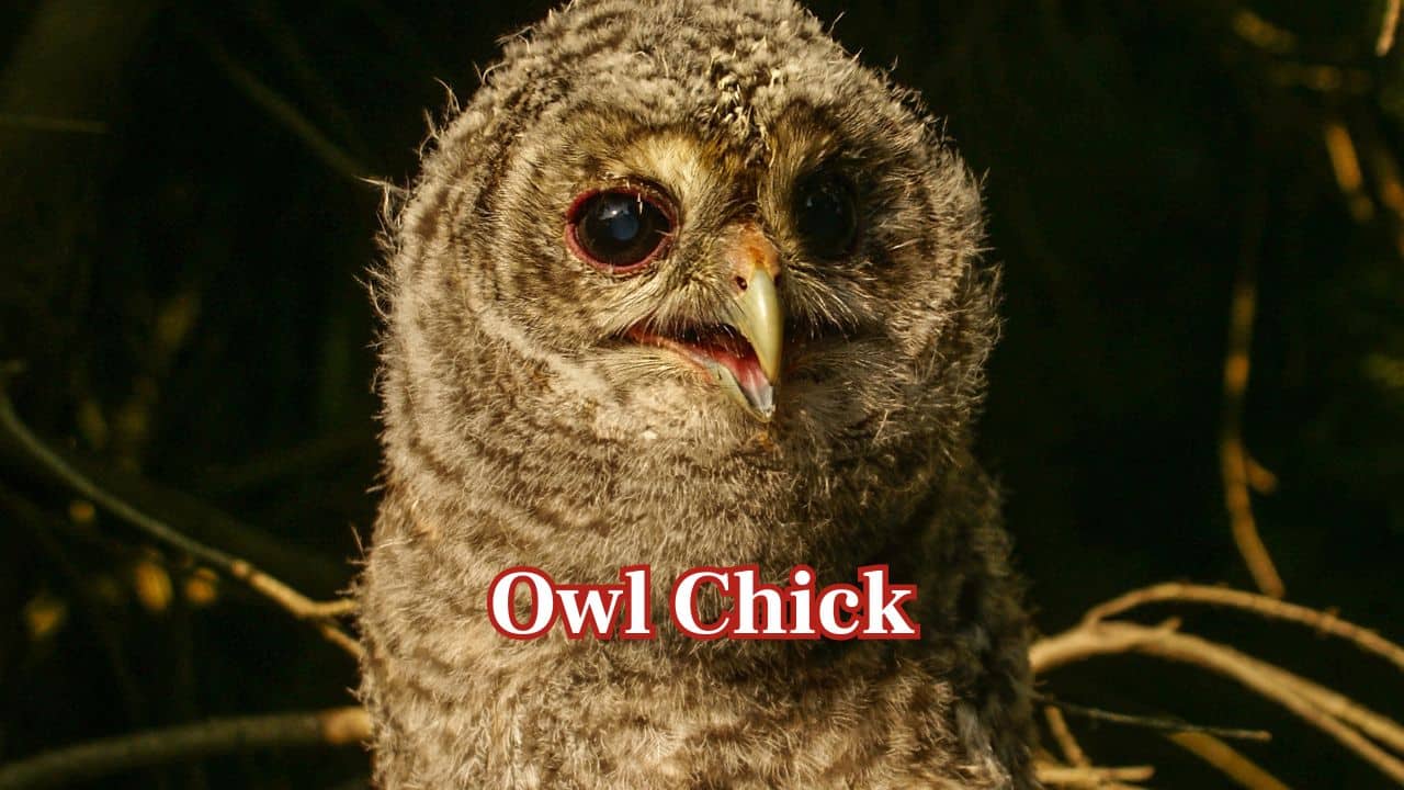 Owl Chick: Baby owls possess soft feathers and huge, rounded eyes that cover their small faces. Their inquisitive stare and soft feathers make them one of the world's most adorable birds. (Image: Canva)