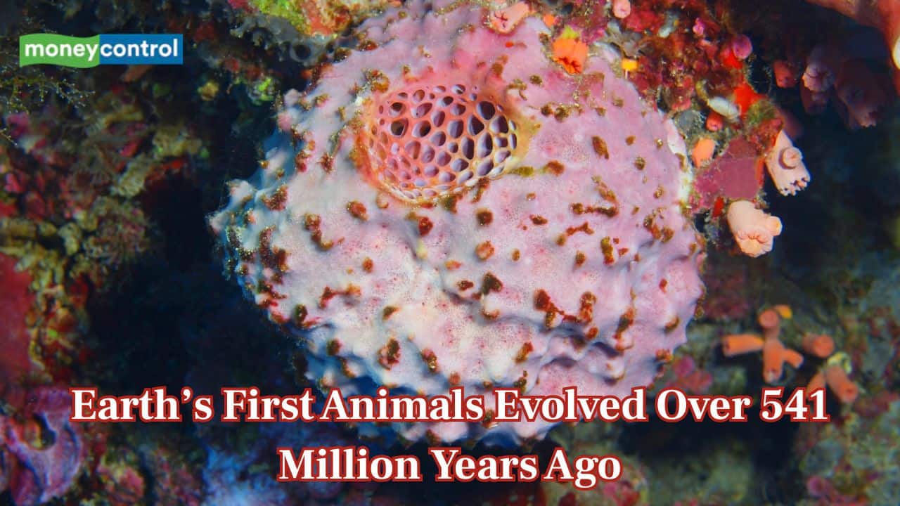 Over 541 million years old, this species could be Earth’s first-ever animal