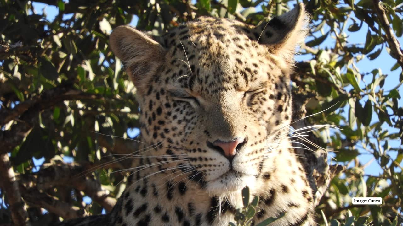 9. Madikwe Game Reserve Madikwe is known to house the African wild dog, elephants, and lions, which are renowned for being luxurious lodges. It is malaria-free, and it has wildlife viewing as well as a comfortable experience for international visitors. (Image: Canva)