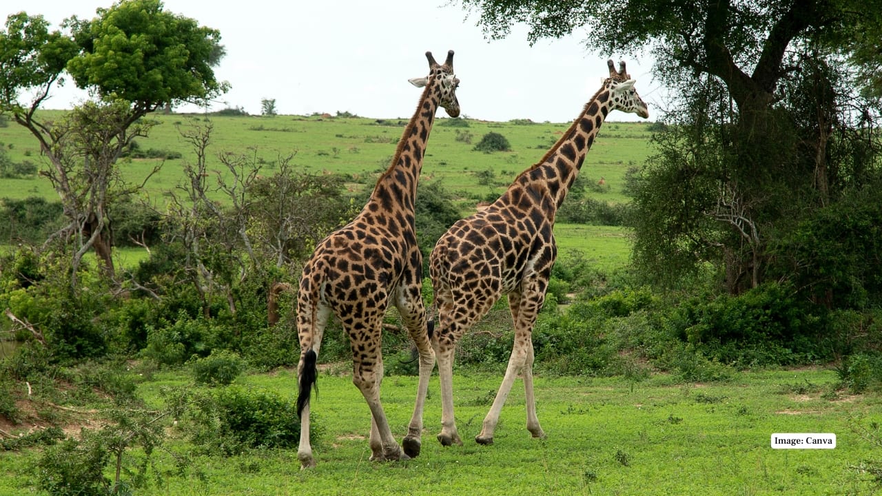 10. Grabraies Falls National Park Augrabies is a scenic area with giraffes, springbok and leopard, centred on the dramatic Orange River gorge. This park is characterised by the roaring waterfall. (Image: Canva)