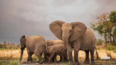 10 Must-Visit Wildlife Parks in South Africa