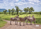 10 Must-Visit Wildlife Parks in South Africa