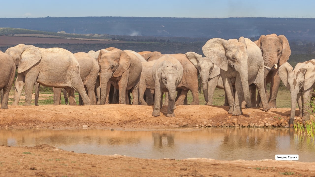 2. Addo Elephant National Park Addo is a wildlife reserve known to host Cape buffalo, antelope, as well as predators besides the well-known population of elephants. It runs to a marine reserve, where visitors have a rare opportunity to see whales and great white sharks. (Image: Canva)