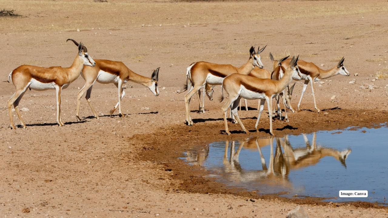 5. Kgalagadi Transfrontier Park Kgalagadi is a desert wilderness that is shared with Botswana and is known as a home to red dunes, black-maned lions, and cheetahs. Its isolated position is appreciated by those of adventure lovers who want to be in rough, wild places. (Image: Canva)
