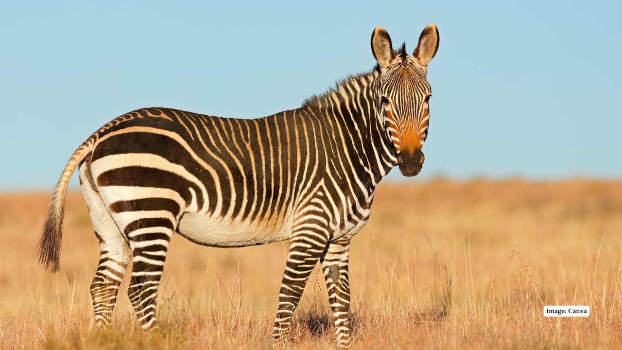6. Mountain Zebra National Park This is a park dedicated to the conservation of the Cape mountain zebra, and animals such as buffalo, cheetah, and various bird species are also found in the park. It has rugged scenery that provides a quieter alternative to the bigger reserves. (Image: Canva)